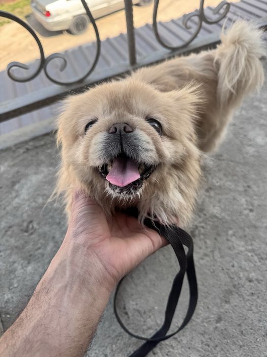 srochni sotladi it Pekingese turga mansub