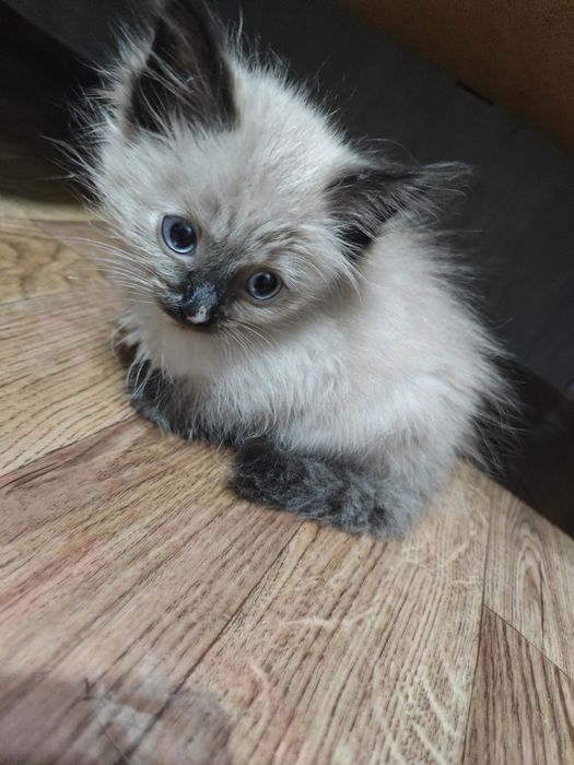 Отдам котят бесплатно