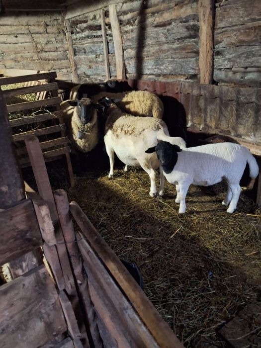 7 oi si un berbec de vinzare