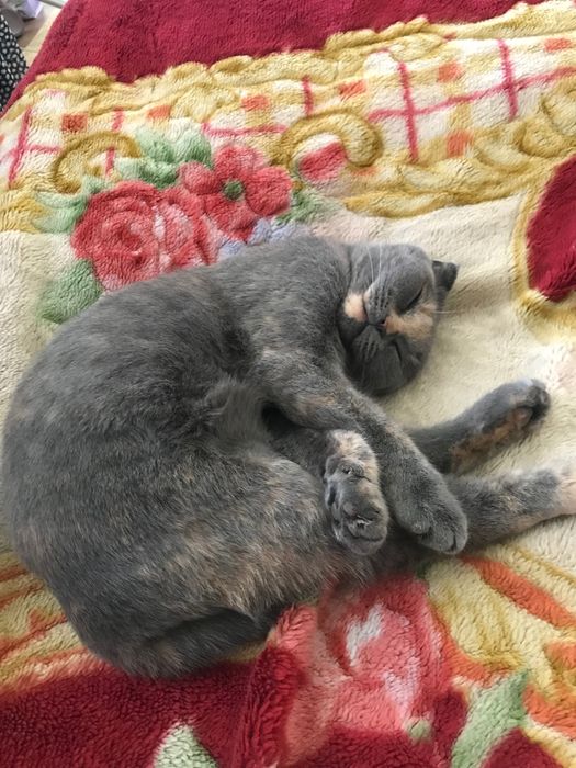 Scotish fold ………