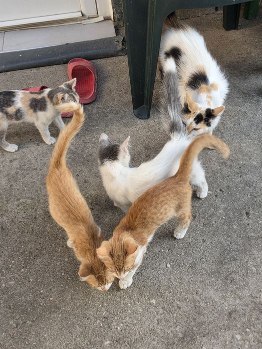 Малки котенца 4 броя