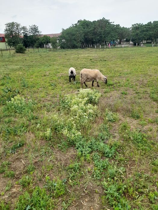 De vanzare o oaie cu miel, la prima fătare