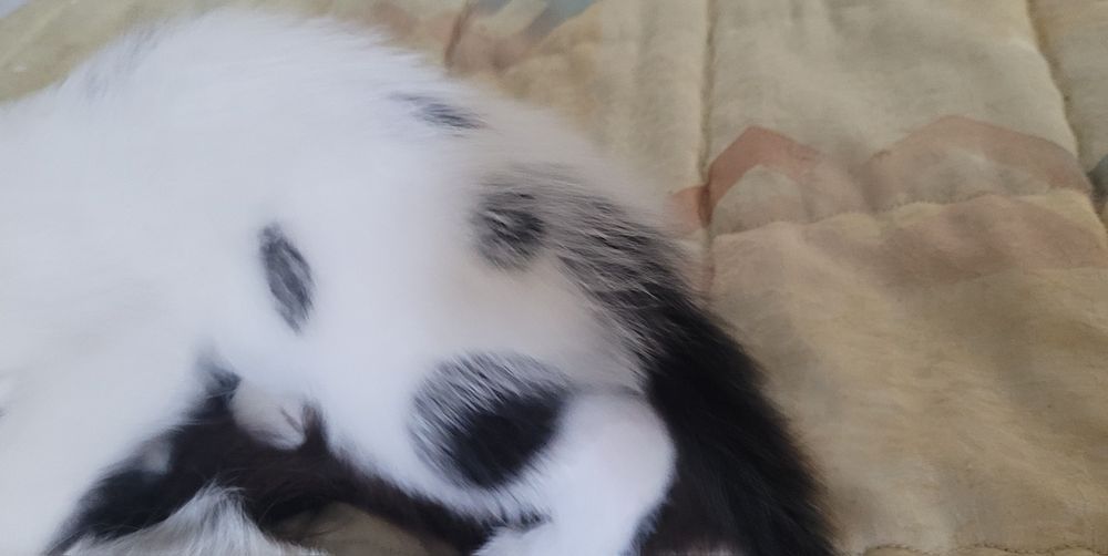 Подарявам котенца