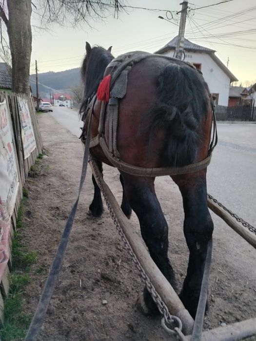 Vând armăsar de 5 ani garantat la tras detalii la telefon