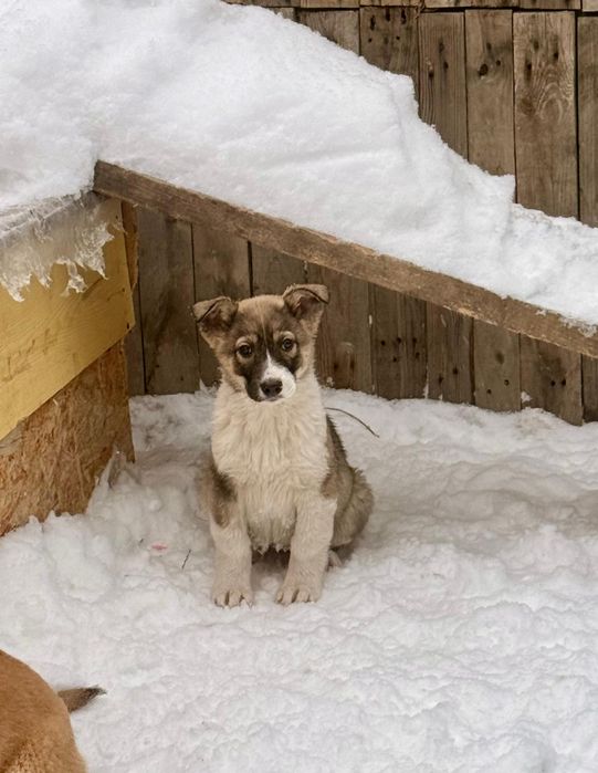 Отдам щенка 2,5 месяца крупные