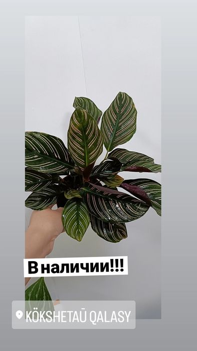 Калатея Орната:7500 тенге