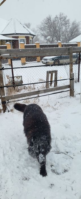 Вязка немецкой овчарки