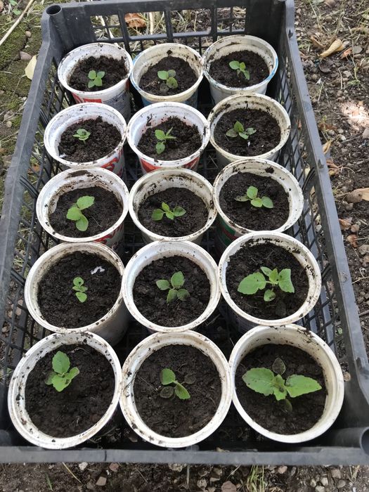 Семена/ расад пауловния шанг танг и томентоса