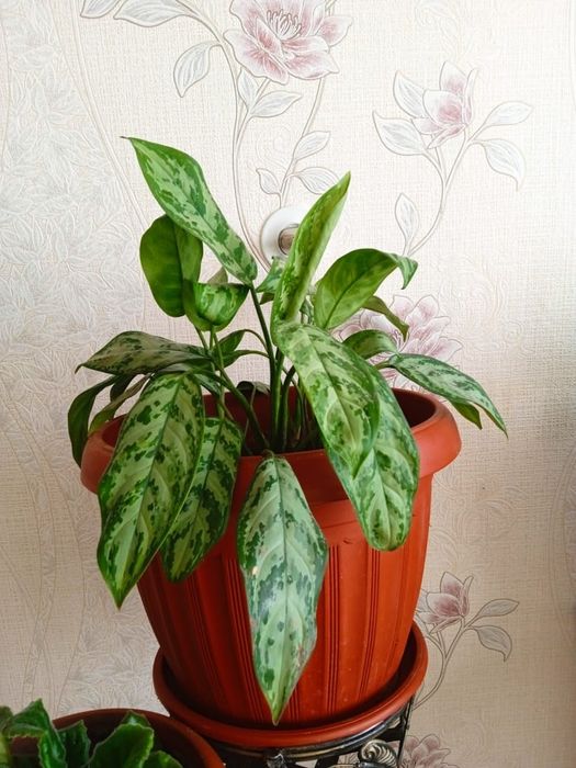 Продам цветок "Женское счастье"