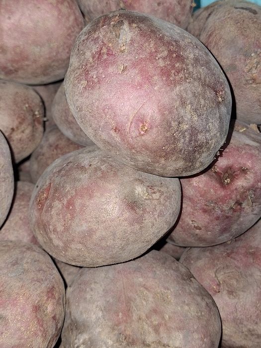 Продам картофель