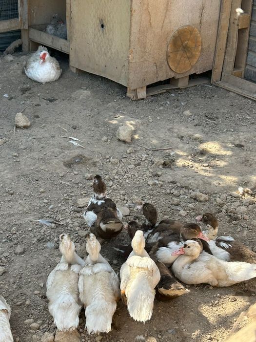 Продам цеплята тежелый весь.