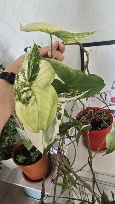 Сигнониум вариегатный,  лиана