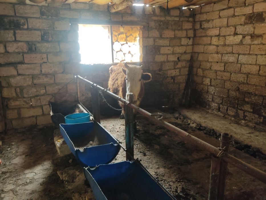 Қысыр жас сиыр сатылады