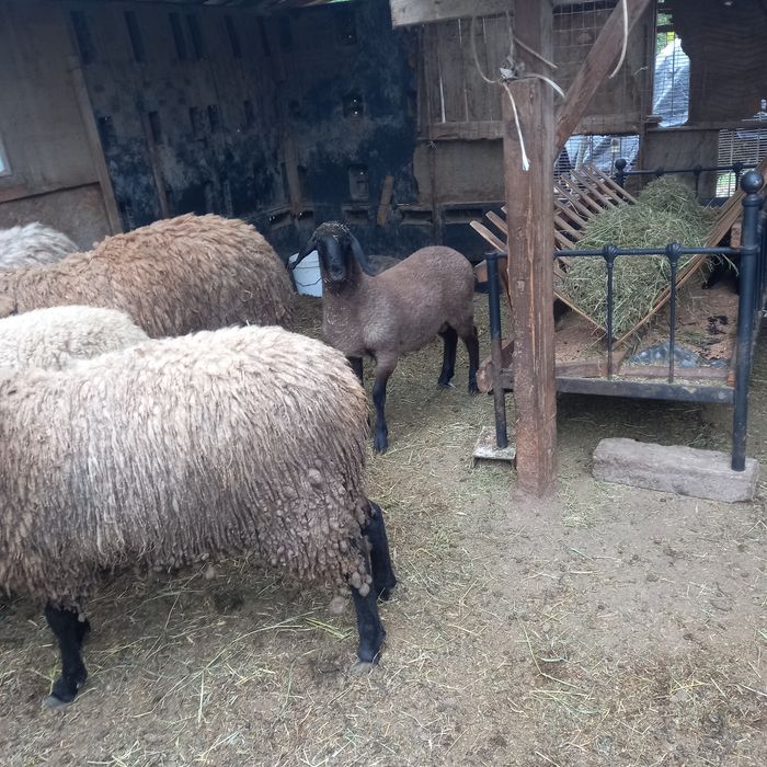 Oii carabașe bulgărești