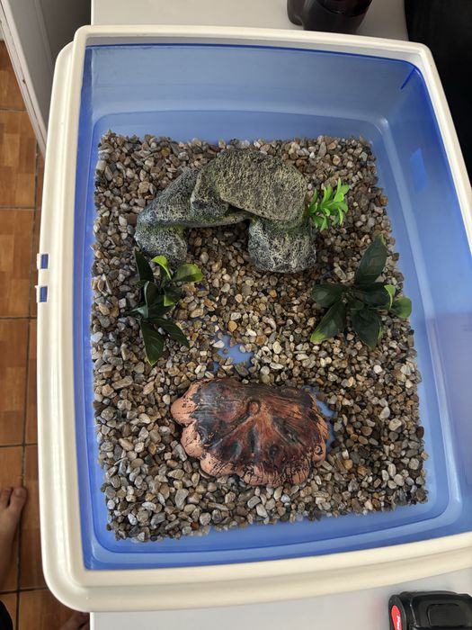 Terariu brasoca testoasa etc