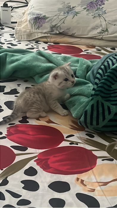 Продаётся шотландская кошечка!