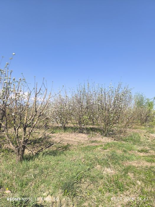 Продам сад 10 га