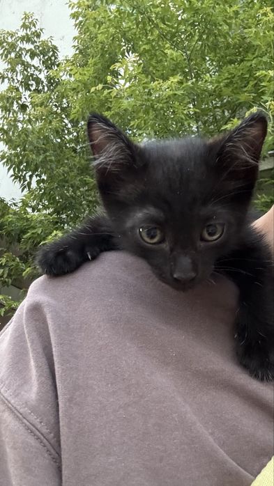 Отдам котенка бесплатно, маленький мальчик 2 месяца