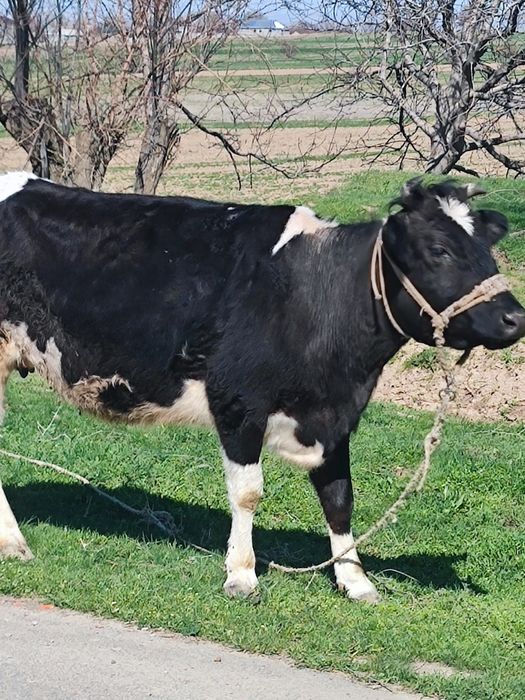 Тана сатылады 4інші тума