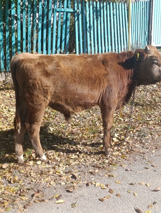 Продам бычка восьмимесячного