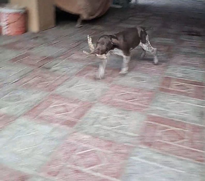 Продам суку Дратхаар