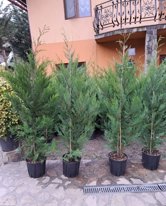 Leylandii 2.3m - 2.5m/ calitate extra/ la super oferta