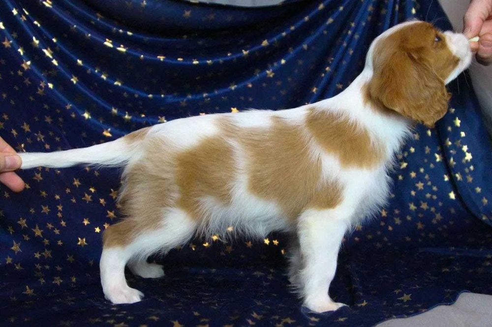 Щенки  кавалер кинг чарльз спаниель