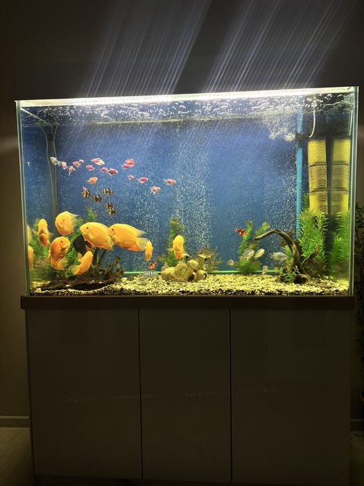 Большой аквариум+рыбы