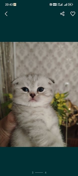 Срочно продам котят