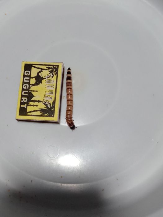 Зоофобусы  черви  корм для птиц, рыб... 100гр -25000 сум