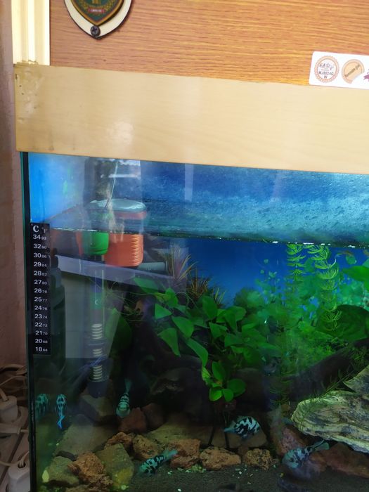 Аквариум с рыбками продам