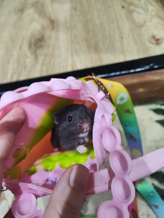 Хомяк сирийский мальчик