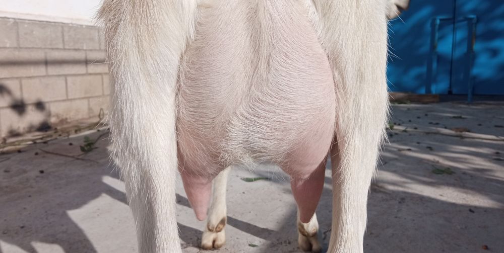 Коза зааненской породы.