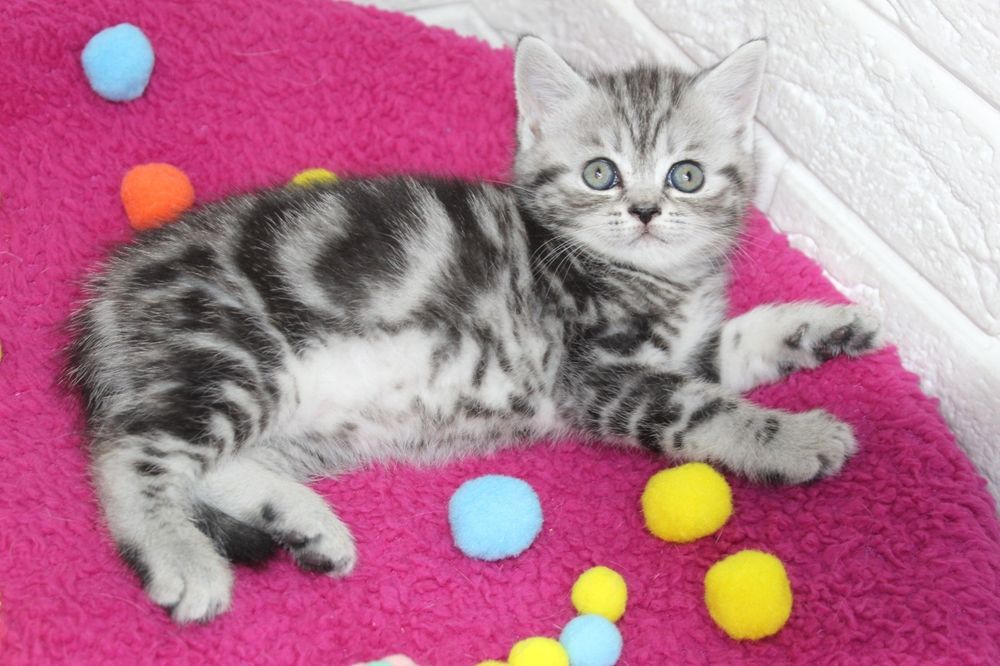 Шотландские  котята