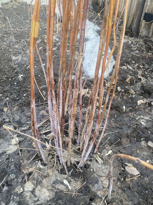 Продаем малину кустами