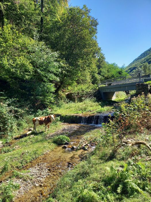 Teren de cabana pe Valea Recii( sat Strungari)