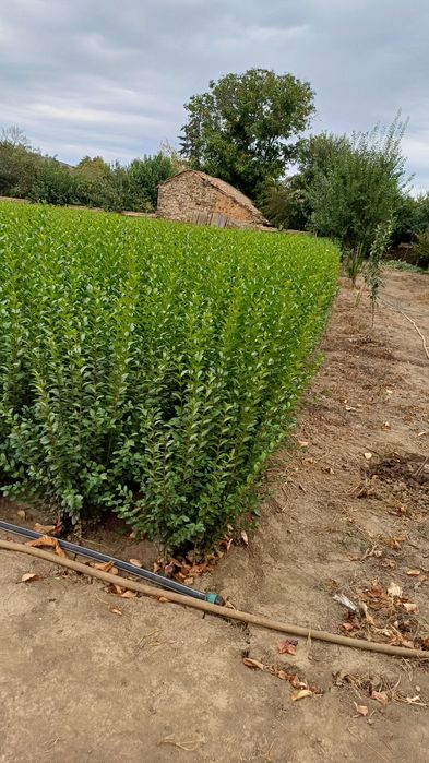 Лигуструм на гол корен за жив плет