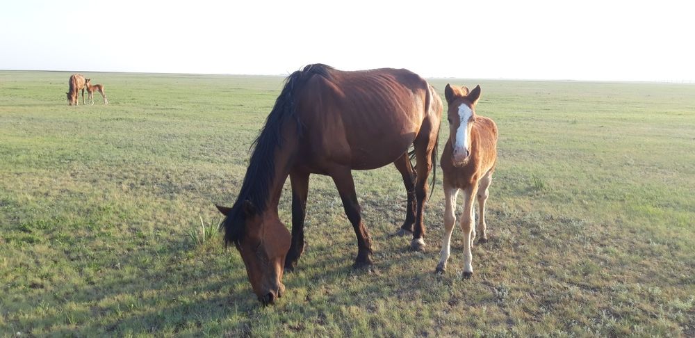 Продам лошадей с табуна