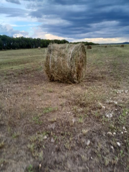 Сено в рулонах качества хорошое