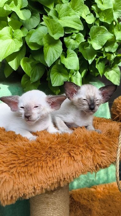 Ориентальные Котята   питомник