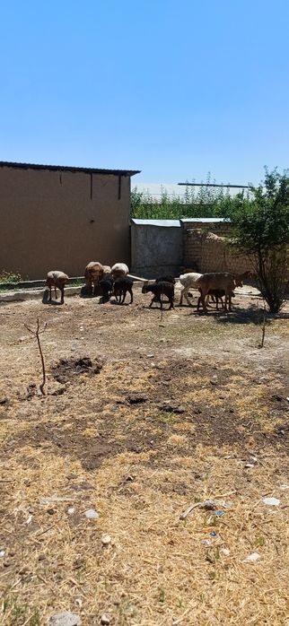 Ona bola qoylar optm satlad 5 ta ona qoy 5 ta bolas 1 tas ed tuğad