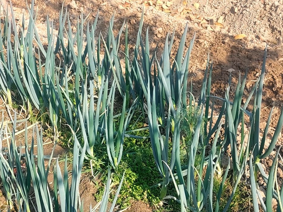 Лук порей, зелёный лук POREY