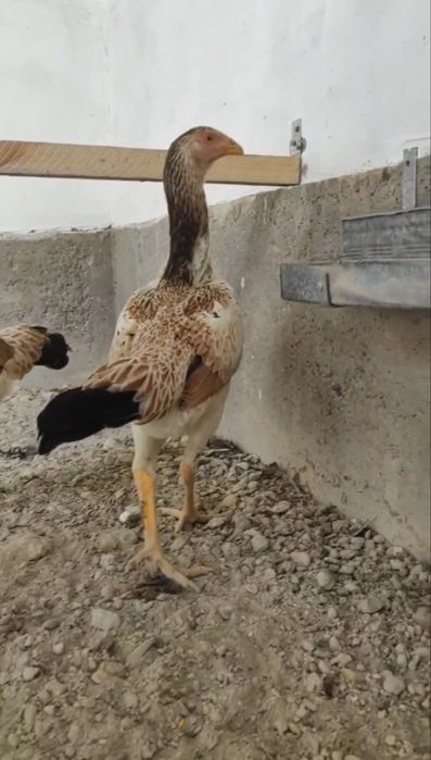 Корейский шамо 4 ойлик