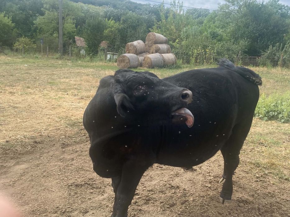 taur Angus un an