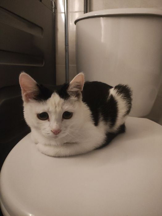 Пристраиваю котенка