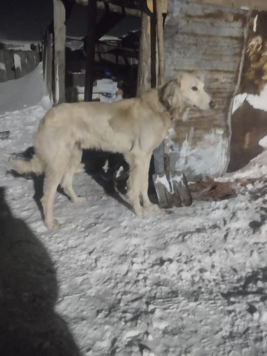 Дүрегей тазы дүрек  сатылады