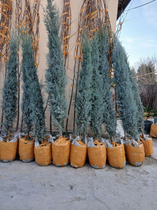 Archalar bor har hil turdagi