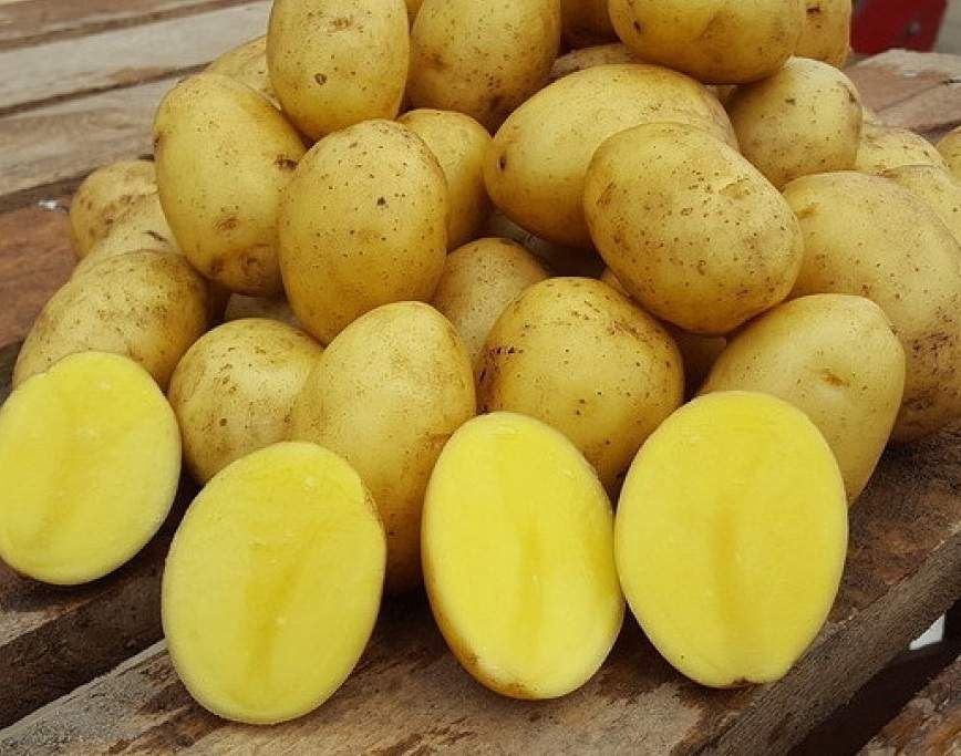 Картофель картошка