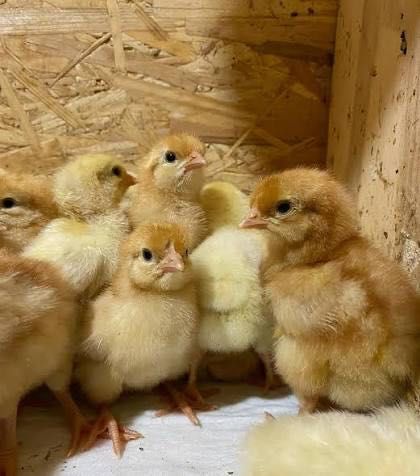Цыплята несушек Ломан Браун