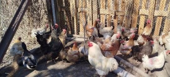 Домашние куры продаются